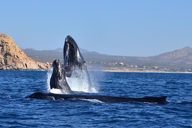 ZODIAC Whale Watch Tour | Cabo San Lucas | Biologist | FREE Pics - Other wildlife around Cabo’s water