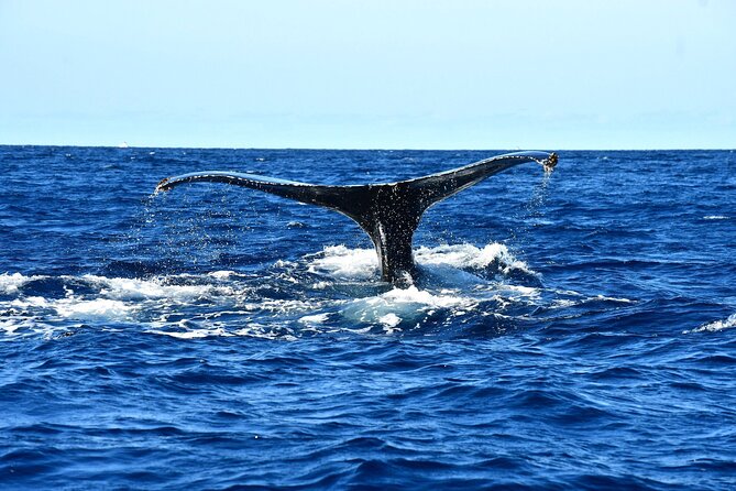 ZODIAC Whale Watch Tour | Cabo San Lucas | Biologist | FREE Pics - Free photos, and why they matter