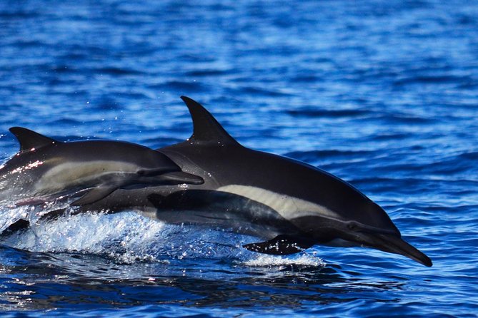 ZODIAC Whale Watch Tour | Cabo San Lucas | Biologist | FREE Pics - What the $109 price really buys you