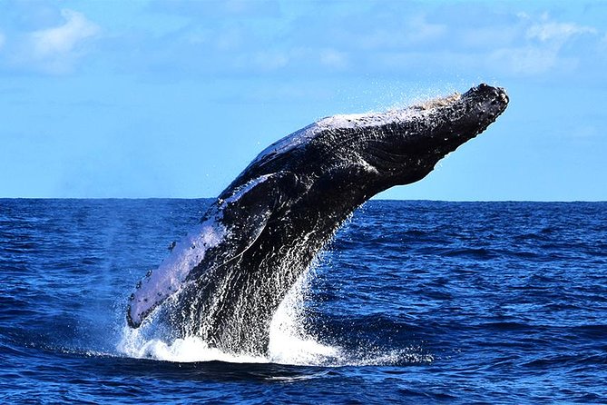 ZODIAC Whale Watch Tour | Cabo San Lucas | Biologist | FREE Pics - Weather, comfort, and timing