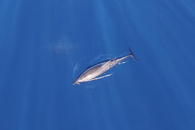 ZODIAC Whale Watch Tour | Cabo San Lucas | Biologist | FREE Pics - The whale search, with room to watch
